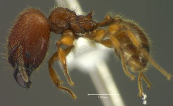 Media type: image;   Entomology 35181 Aspect: habitus lateral view